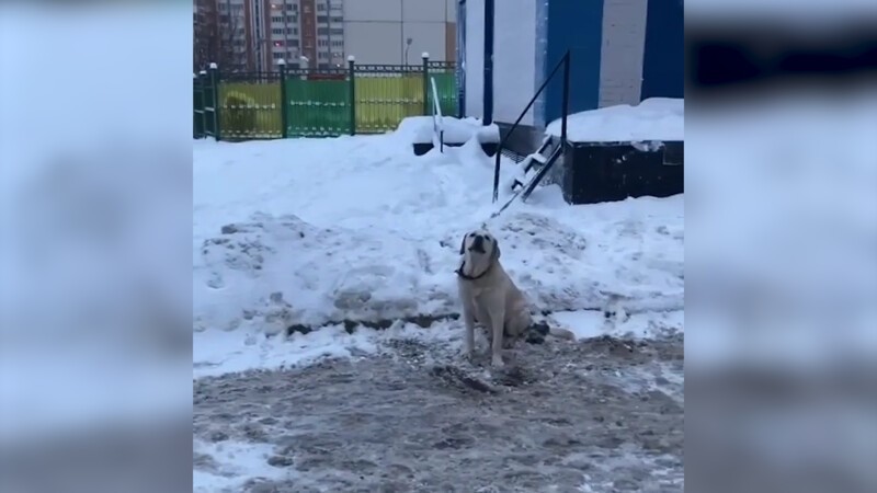 Москвичка спасла брошенного и замерзавшего лабрадора