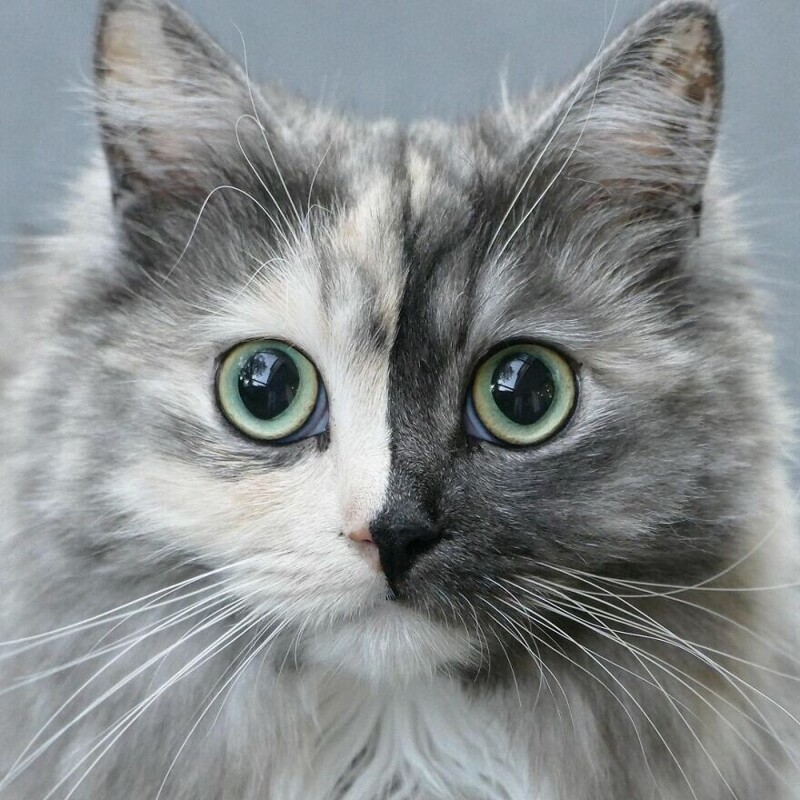 Познакомьтесь с Гери - кошкой-химерой породы персидский рэгдолл, которая стала звездой интернета!