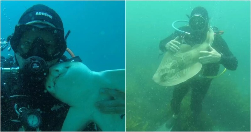 Невероятно, но дайвер сдружился с двухметровой акулой