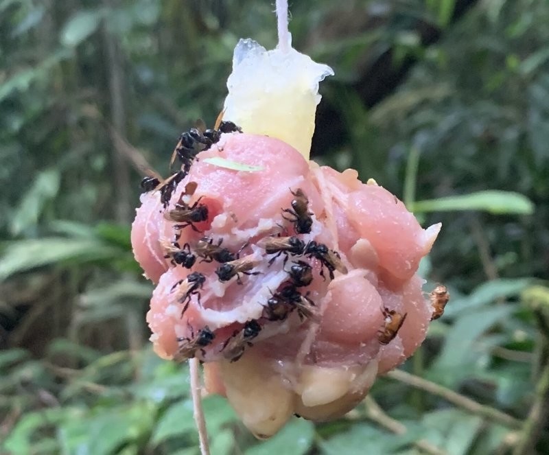 В Южной Америке обнаружили пчел-мясоедов