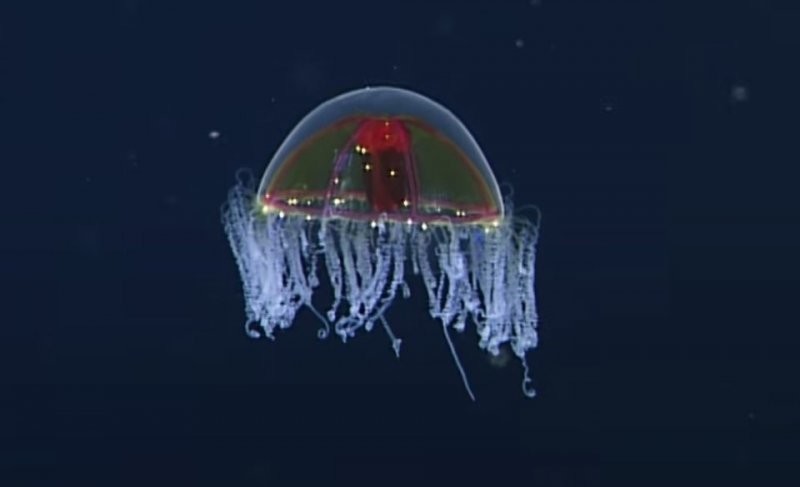 «Психоделическая» медуза — яркий обитатель морских глубин