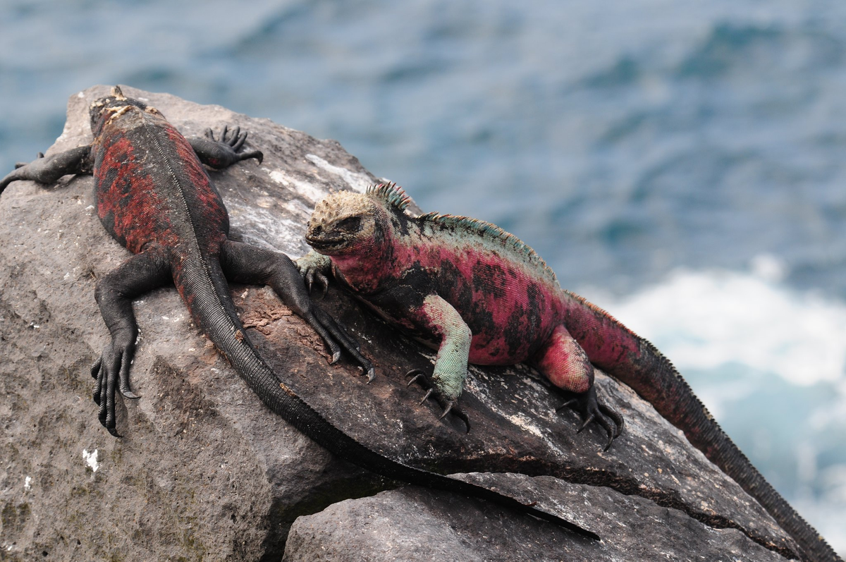 Морская ящерица. Эспаньола (остров, Галапагос). Галапагосские острова игуаны. Морская игуана Галапагосские острова. Галапагосские ящерицы.
