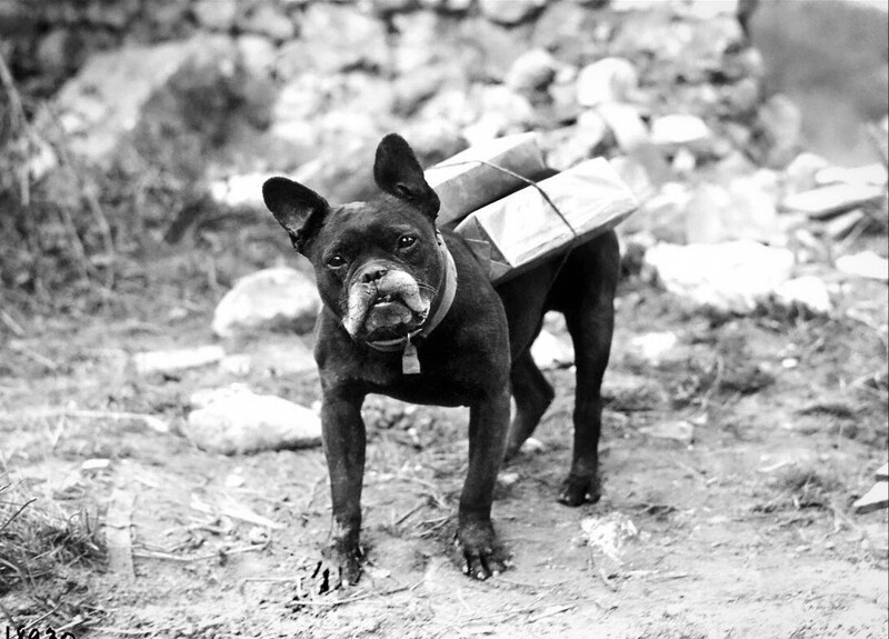 Дурашка - траншейный бегун, собака службы доставки сигарет и прочих плюшек для саперного полка. Повышал мораль однополчан, был дважды ранен. Первая мировая война.