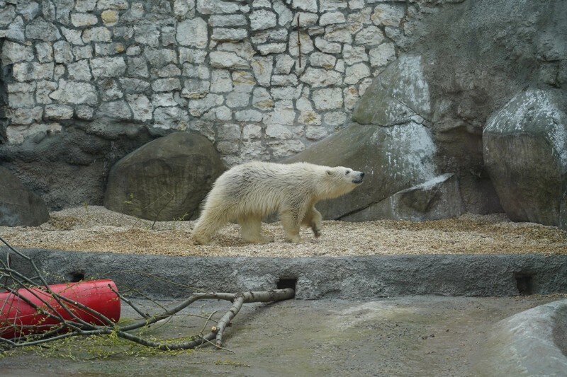 Добрая история спасения белой медведицы