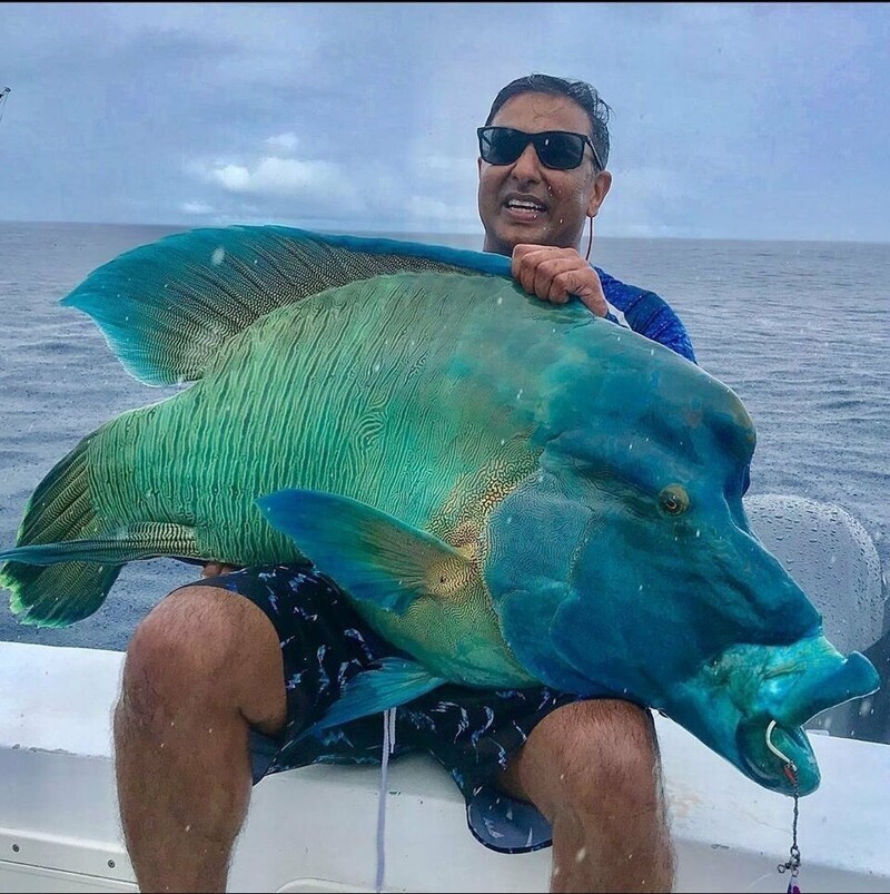 Огромная рыба - наполеон весит 40 килограмм
