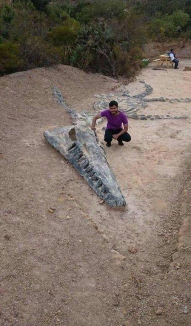 Гигантское ископаемое кронозавр