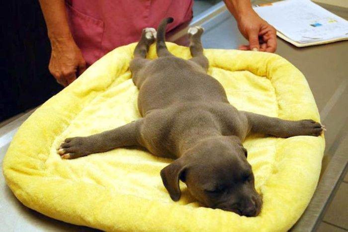 У этого милого щенка было редкое заболевание. Он постоянно лежал на животе раскинув лапы в разные стороны.