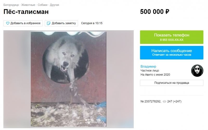 Кот за 9,5 миллиона рублей, а пес-космонавт за 500 тысяч рублей: туляк продает "знаменитых" дворняжек