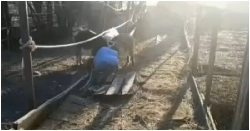 Женщине пришлось спасать своих любопытных коз