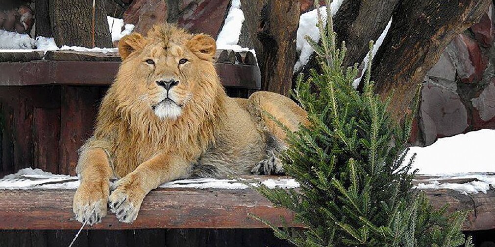 Московский зоопарк принял около 2 тыс. елок и сосен для животных