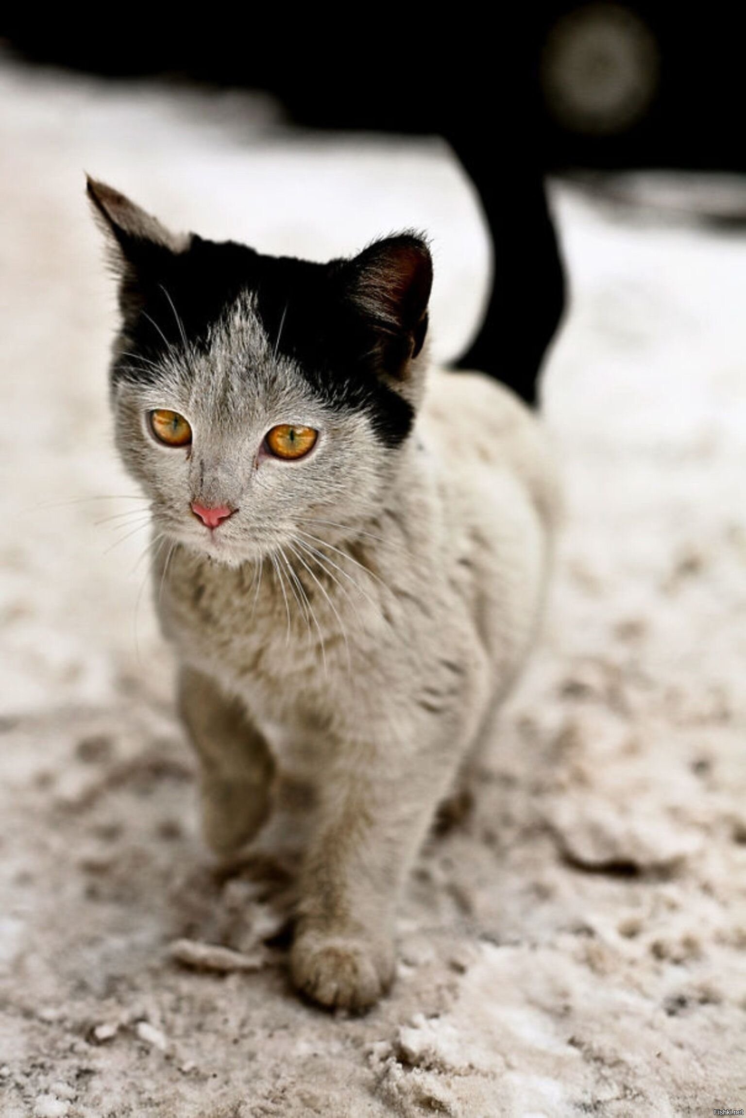 Самый редкий цвет кошек. Необычные коты. Необычные расцветки кошек. Коты необычной окраски. Необычные окрасы кошек.