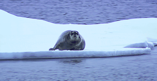 Просто гифки, всякие и разные