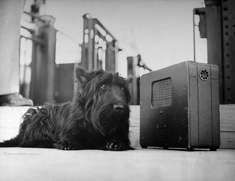 Фала, любимая собака президента Франклина Рузвельта, слушает его выступление по радио. 1944 год