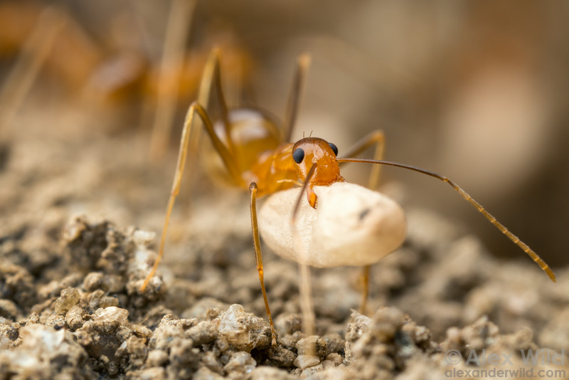 В африке водятся муравьи которые устраивают. Anoplolepis gracilipes. Муравьи «anoplolepis gracilipes». Желтые сумасшедшие муравьи. Anoplolepis Nuptialis.