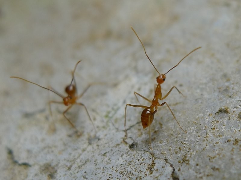 Жёлтый сумасшедший муравей: Этот вид устраивает экологическое бедствие в местах, куда случайно завозится