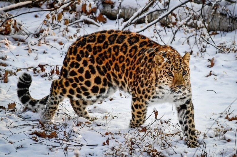 Леопард и интересные факты о нем