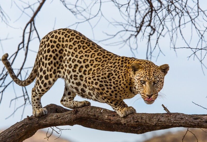 Леопард и интересные факты о нем