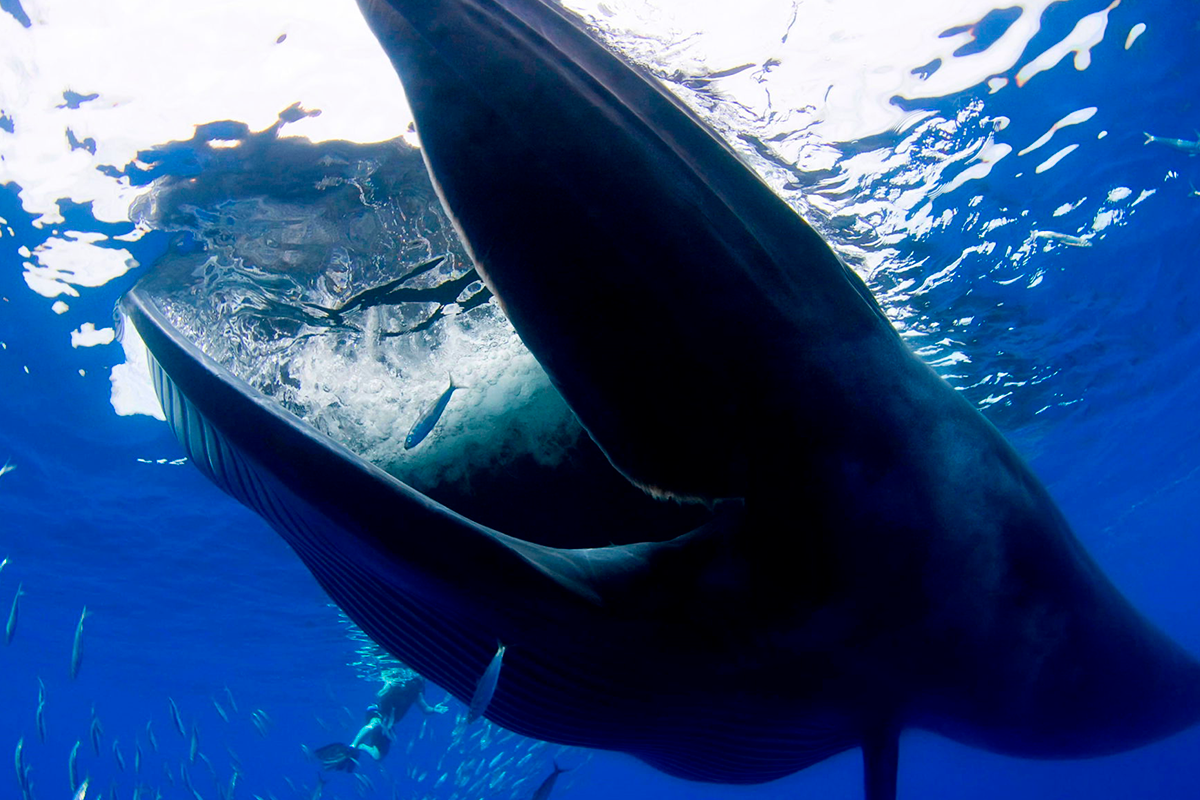 Как утоляют жажду киты и дельфины?