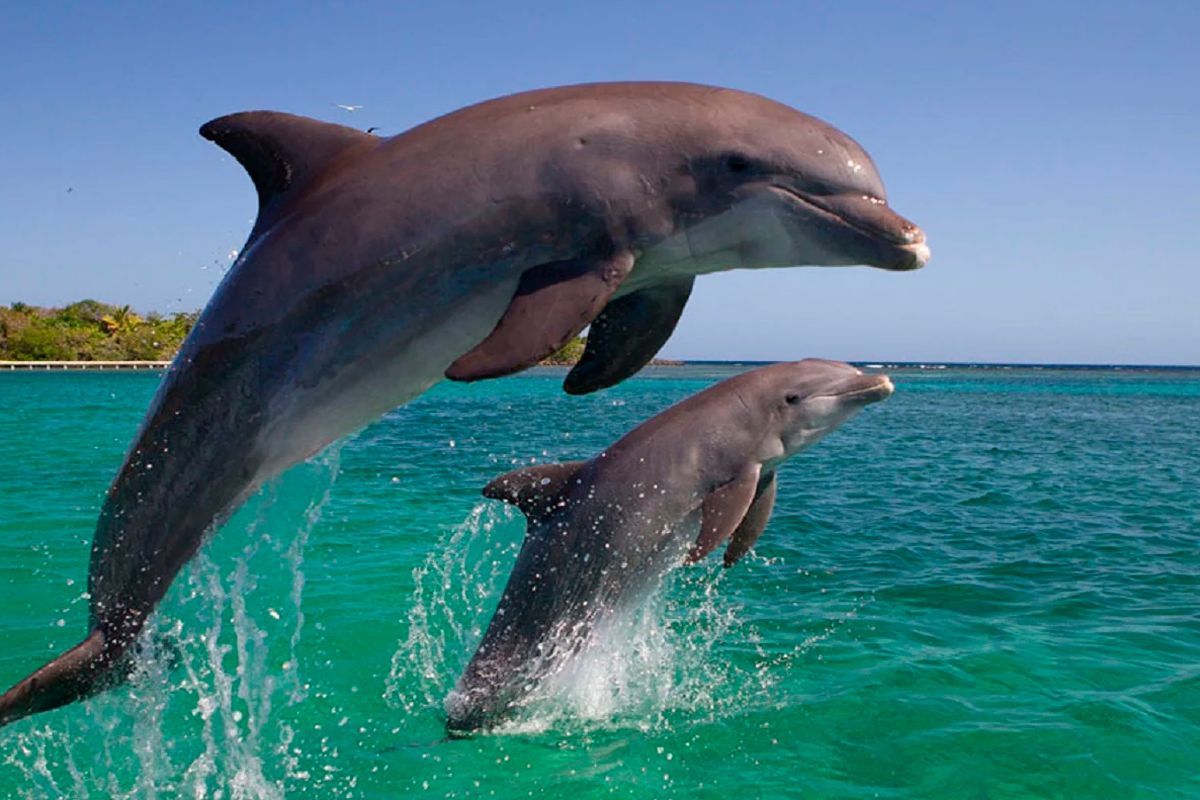 стелла и дельфин