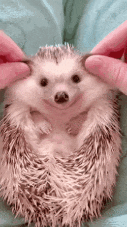 Звериные гифки