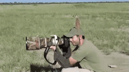 Звериные гифки