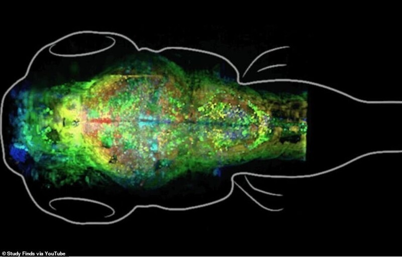 Ученые заглянули в мозг рыбок, чтобы понять, как создаются воспоминания