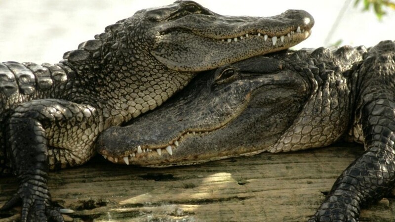 «Зеленых» на них нет: суровые малазийские и зимбабвийские мужчины вручную усмиряют крокодилов