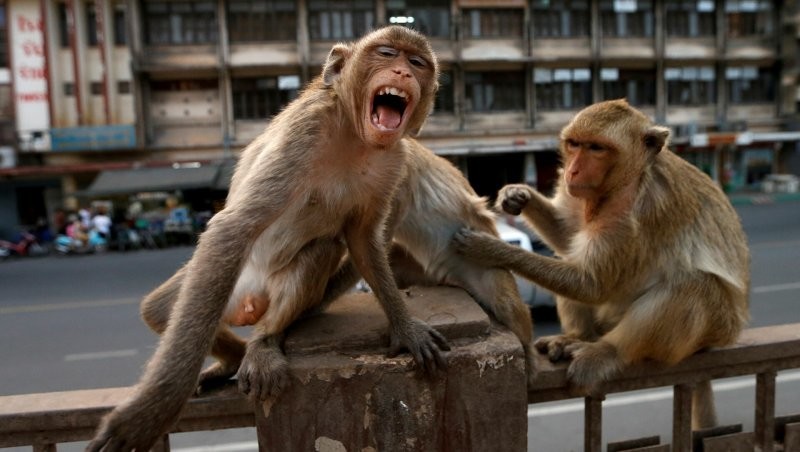 В Таиланде местных жителей терроризируют обезьяны