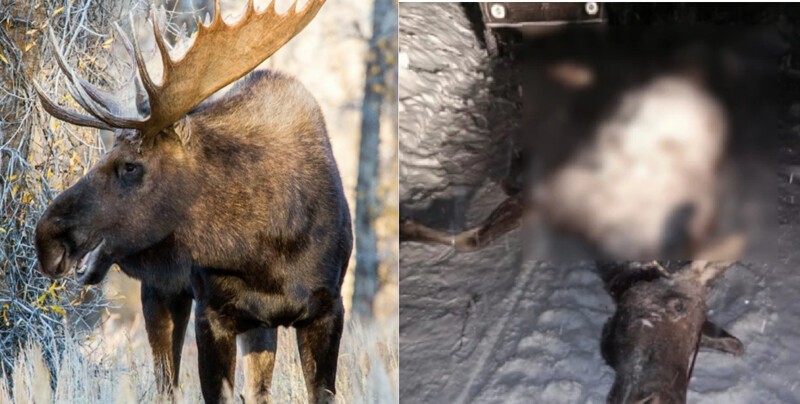 В Башкирии. ДуРашкин пример – заразителен: в лесу застрелили лося