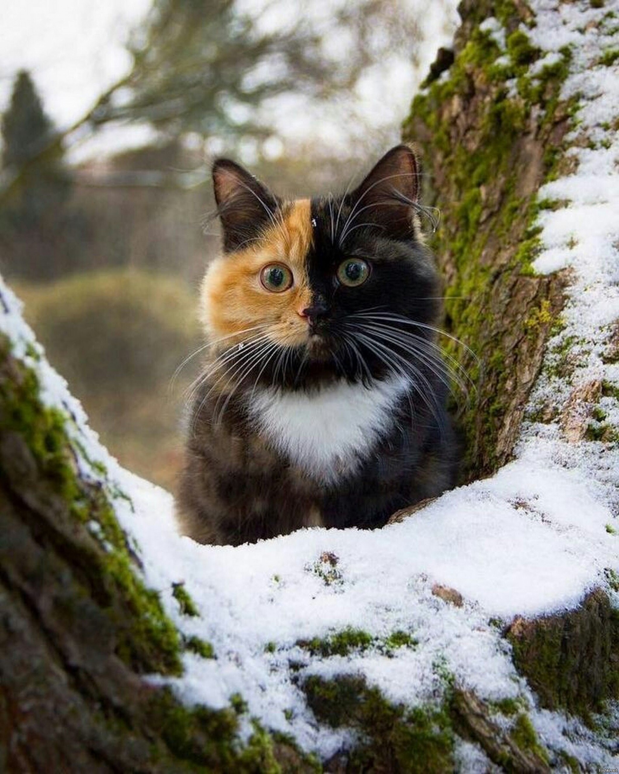 Красиво про кота. Красивые коты. Красивый кот. Очень красивые кошки.