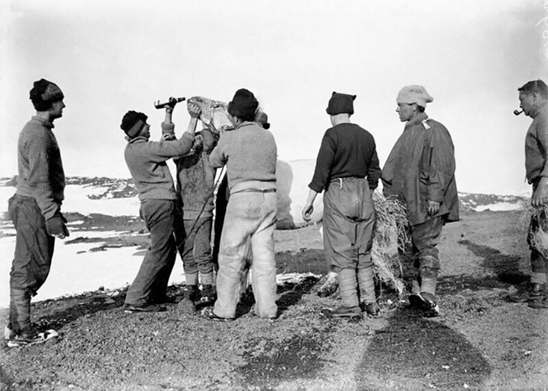 Полярники экспедиции Капитана Скотта пытаются согреть пони при помощи виски. 8 февраля 1911 год