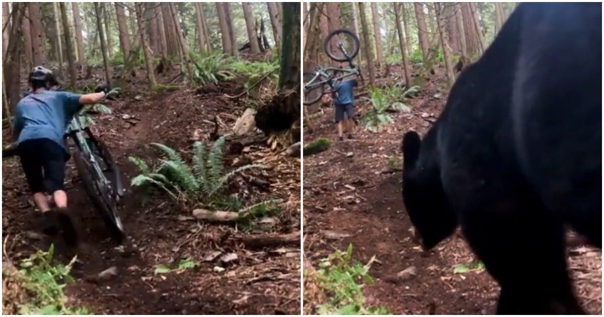 Были ли нападения. Встреча с медведем в лесу. Встреча человека с медведем.