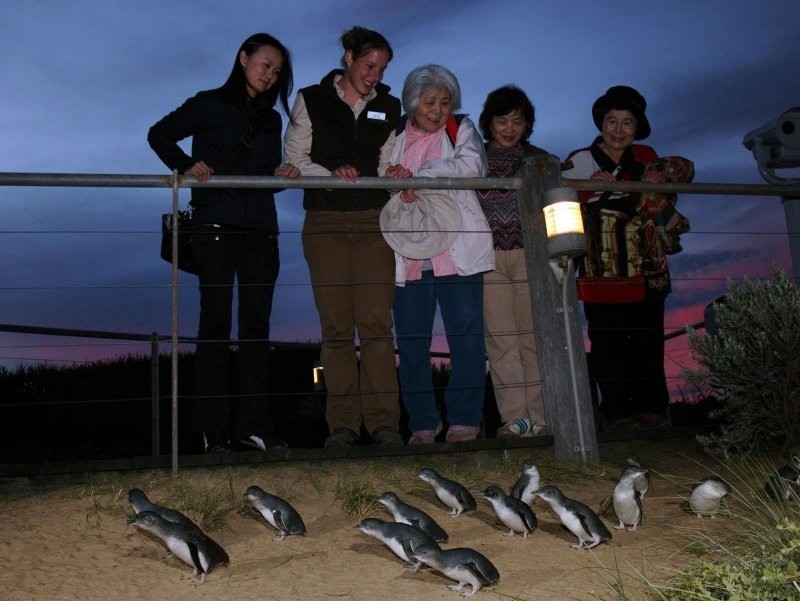 Голубой пингвин: Милые трудоголики. Уходят в море на рассвете и возвращаются ночью, и так всю жизнь