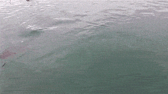 Просто гифки, всякие и разные