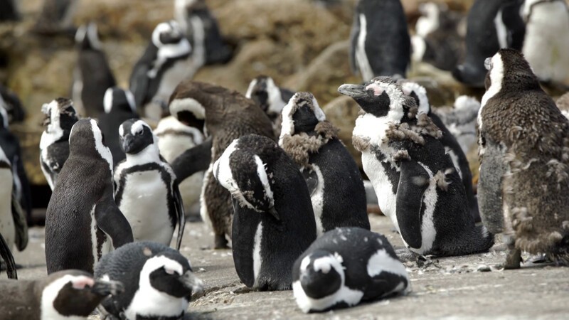 Очковый пингвин и интересные факты о нем