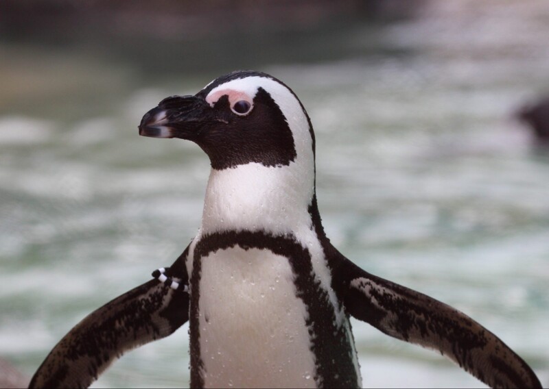 Очковый пингвин и интересные факты о нем