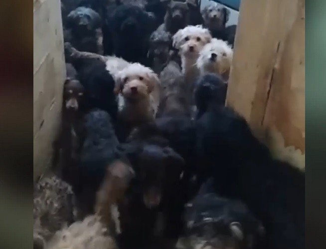 Сотня собак в одной квартире. Любовь или издевательство над животными
