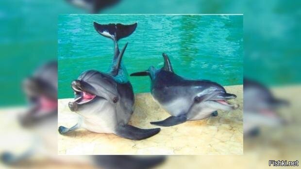 Молодые дельфины не прочь весело провести время