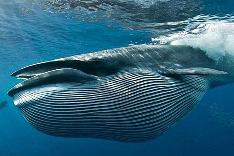 кит - интересные факты