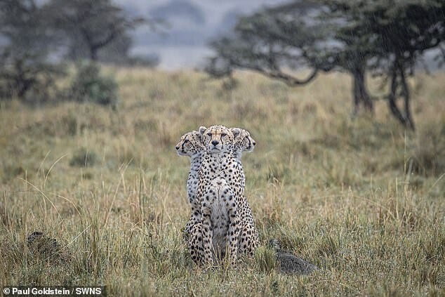 В Кении сделали любопытный снимок с гепардом