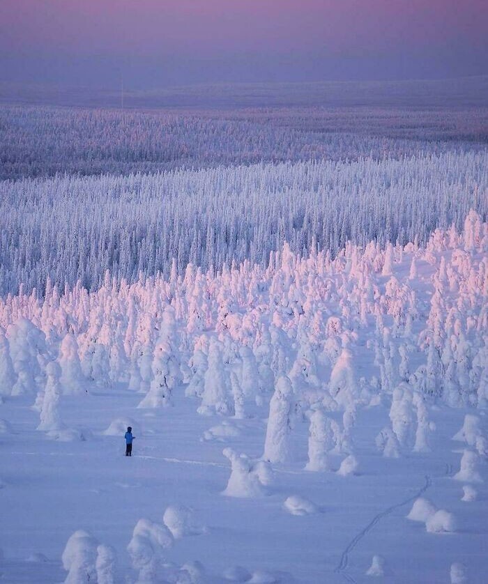 Зимний финский лес
