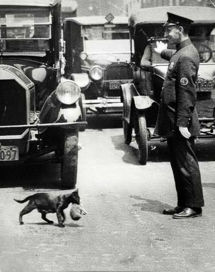2. Нью-йоркский полицейский останавливает движение, чтобы кошка с котенком могла безопасно перейти дорогу, 1925 г.