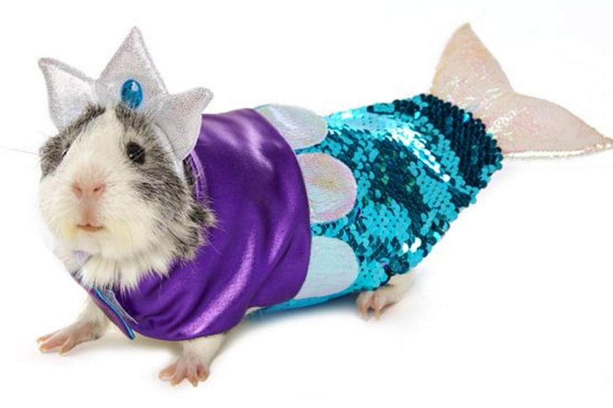 Одежда свинки. Морские свинки в костюмчиках. Одежда для морских свинок. Морская Свинка в новогоднем костюме. Хомяк в платье.
