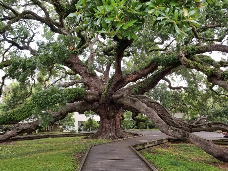 250-летний дуб в Джексонвилле, штат Флорида