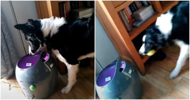 Смышленая собака освоила автоматический метатель мячей
