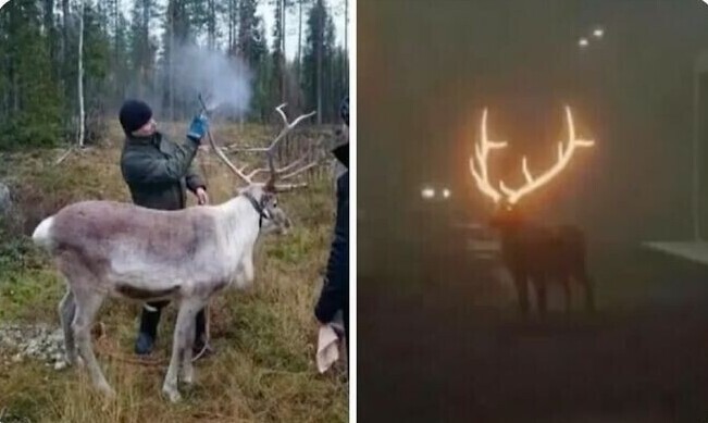 Финские фермеры красят рога оленей светоотражающей краской, чтобы снизить количество аварий