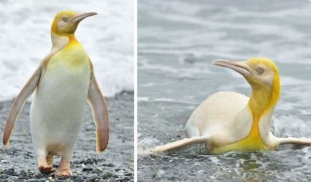 На острове Южная Джорджия впервые сфотографировали редкого желтого пингвина