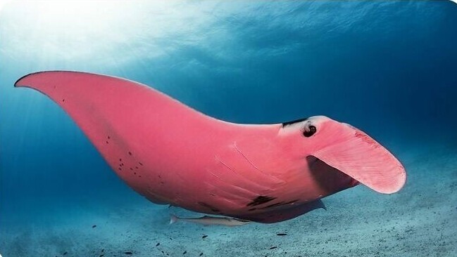 Подводный фотограф сфотографировал единственную в мире розовую манту
