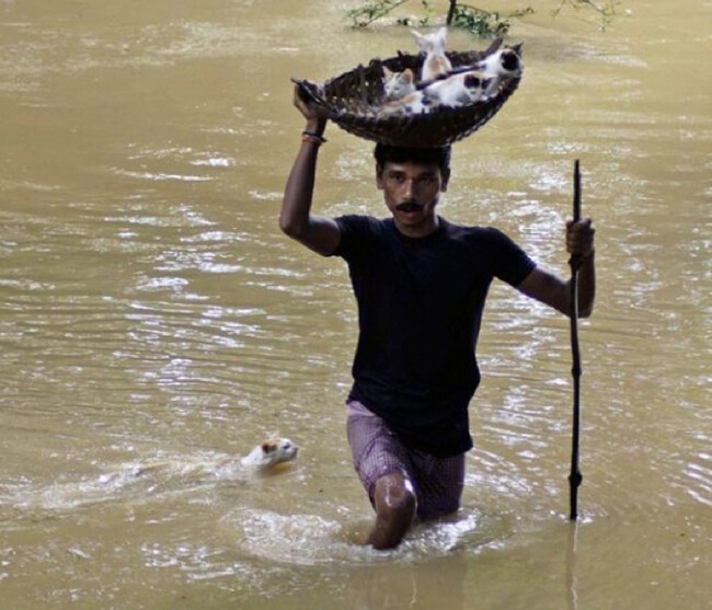 Мужчина спас котят от наводнения