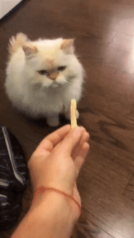 Кошачьи гифки Кошачьи гифки